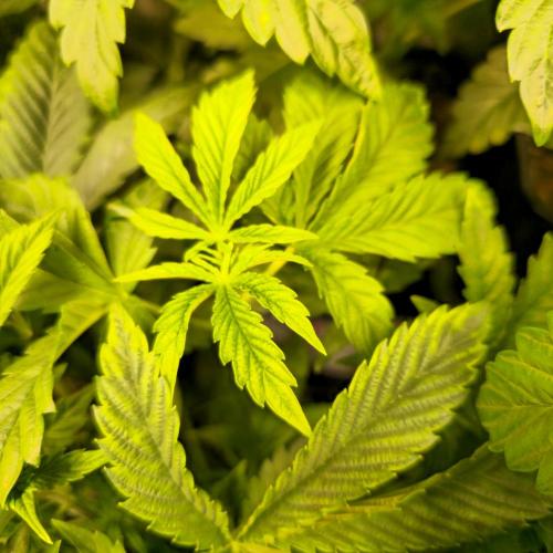 Drizle Pickle. Week 5