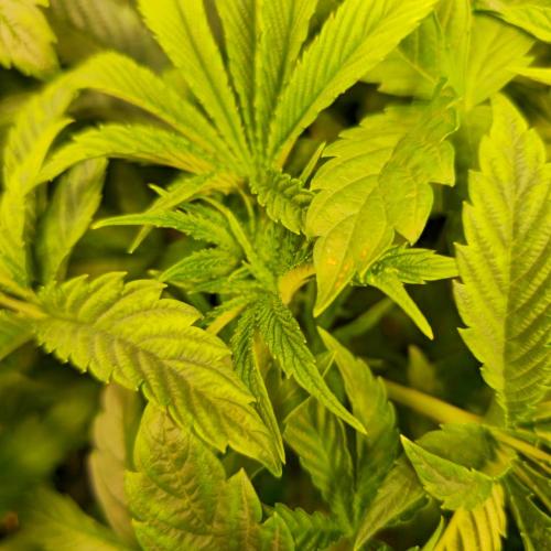 Drizle Pickle. Week 5