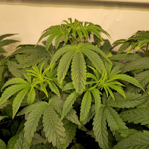 Barcelona Puff. Week 5