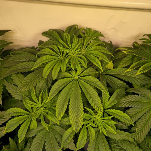 Barcelona Puff. Week 5