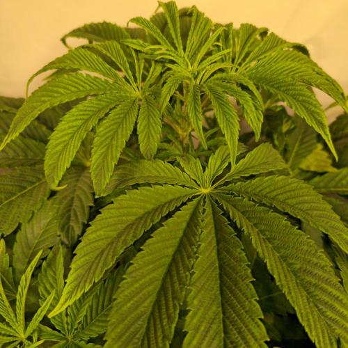 Barcelona Puff. Week 5