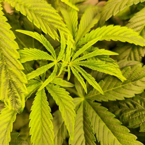 Barcelona Puff. Week 5