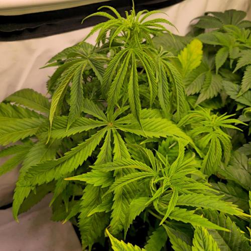 Cali Crasher. Week 5