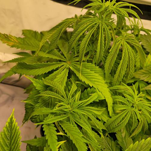 Cali Crasher. Week 5