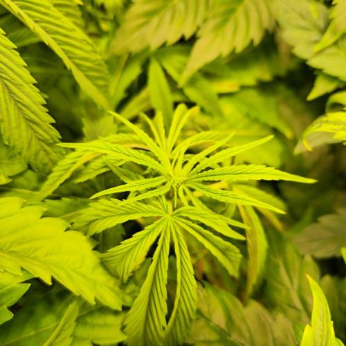 Cali Crasher. Week 5