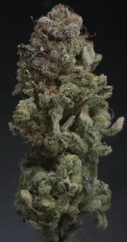 Apollo Black Cherry. Week 15