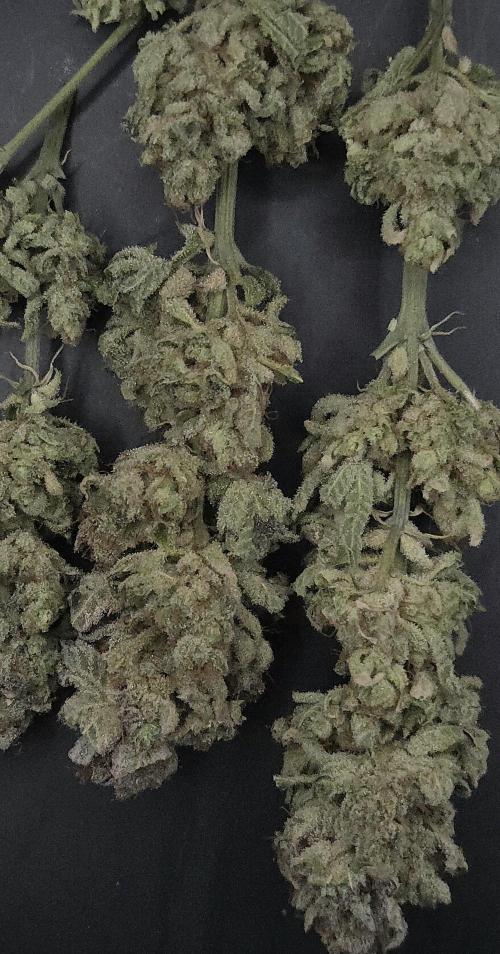 Apollo Black Cherry. Week 15