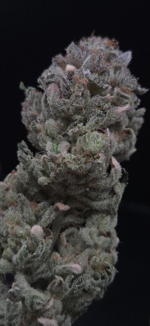Apollo Black Cherry Fem. Week 15