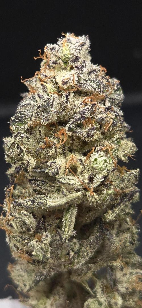 LH2P perfect Tree. Week 15