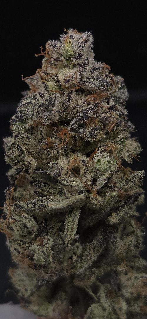 LH2P perfect Tree. Week 15