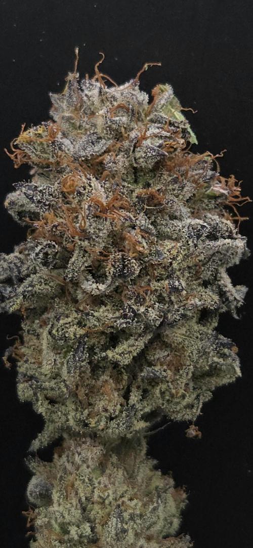 LH2P perfect Tree. Week 15