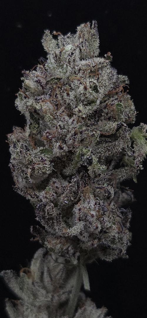 LH2P perfect Tree. Week 15