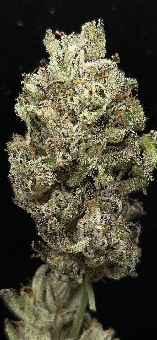 LH2P perfect Tree. Week 15