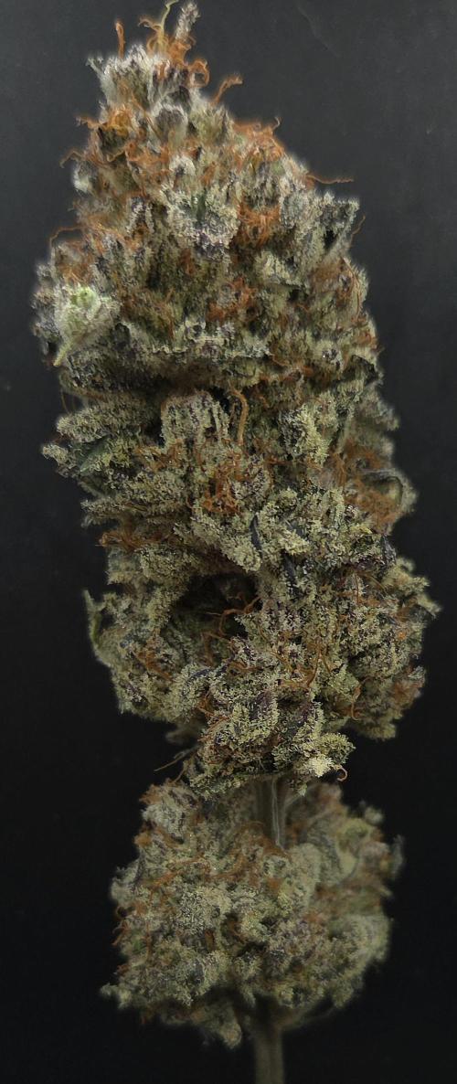 LH2P perfect Tree. Week 15