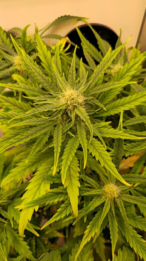 AutoflowerWorldCupBeingThereIsEverything. Week 6