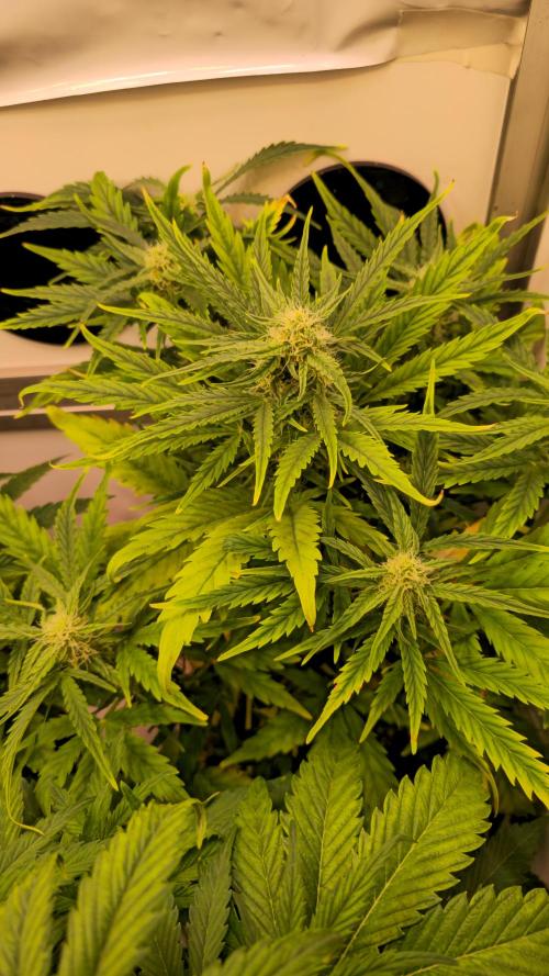 AutoflowerWorldCupBeingThereIsEverything. Week 6