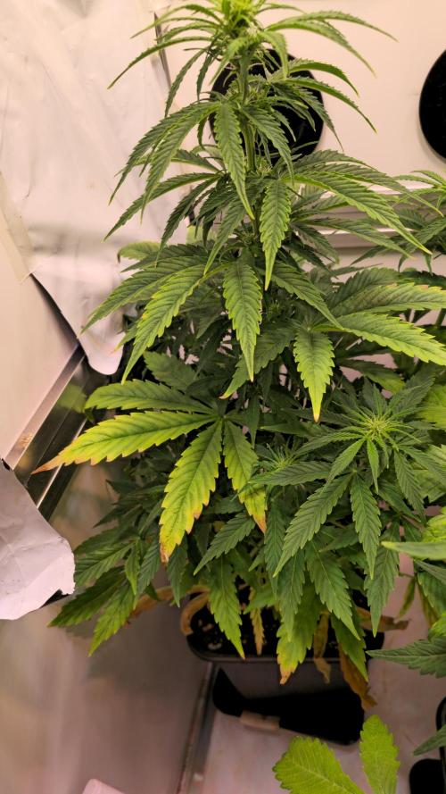 AutoflowerWorldCupBeingThereIsEverything. Week 6