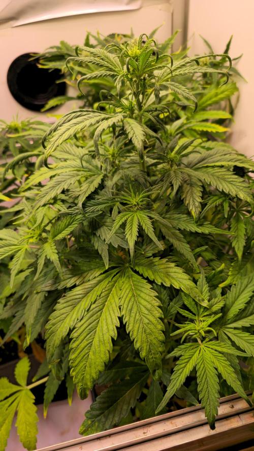 AutoflowerWorldCupBeingThereIsEverything. Week 6