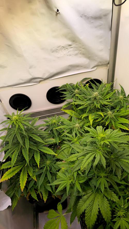 AutoflowerWorldCupBeingThereIsEverything. Week 6