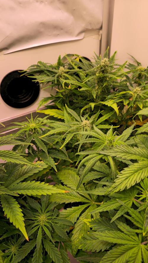 AutoflowerWorldCupBeingThereIsEverything. Week 6