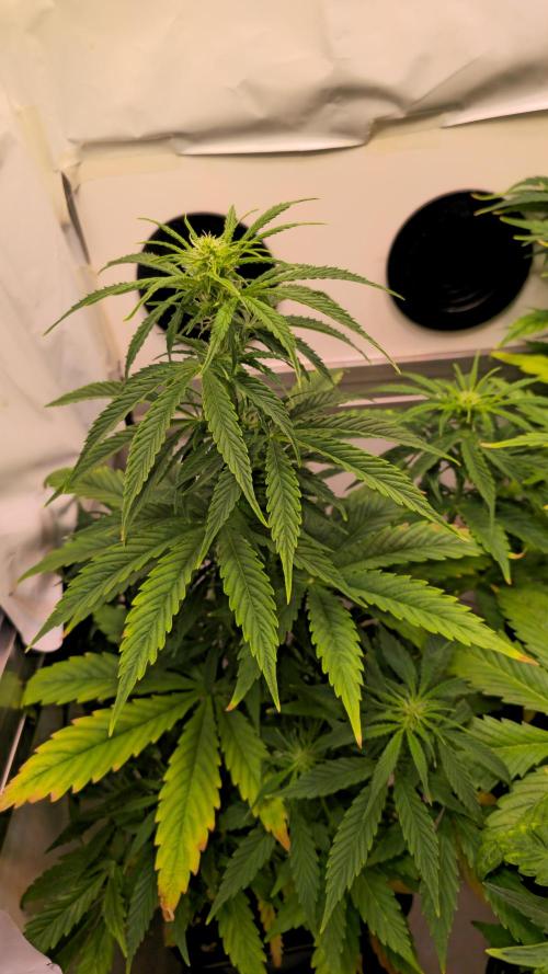 AutoflowerWorldCupBeingThereIsEverything. Week 6