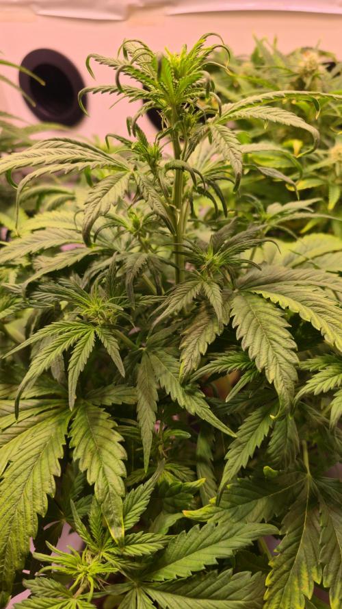 AutoflowerWorldCupBeingThereIsEverything. Week 6