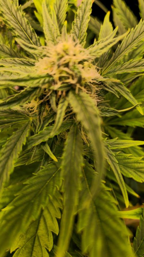 AutoflowerWorldCupBeingThereIsEverything. Week 6