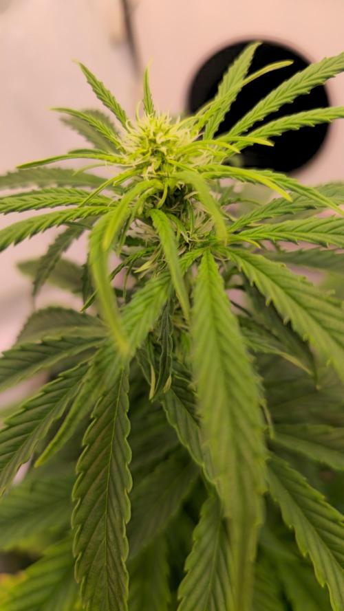 AutoflowerWorldCupBeingThereIsEverything. Week 6