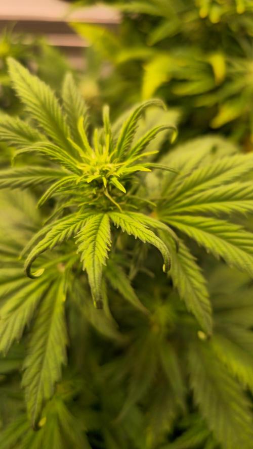 AutoflowerWorldCupBeingThereIsEverything. Week 6