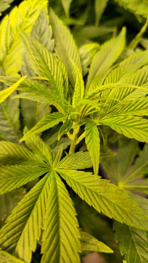 Zkittlez. Week 6