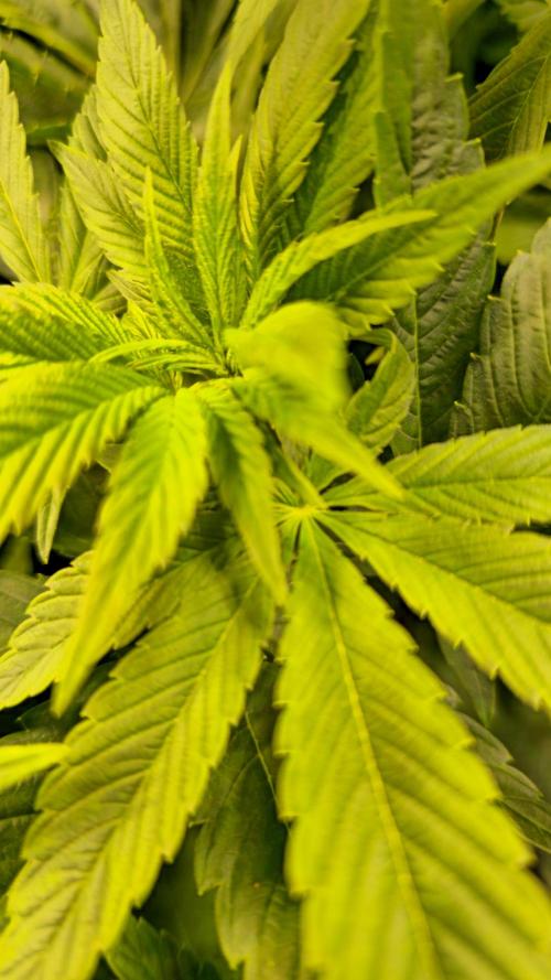 Zkittlez. Week 6