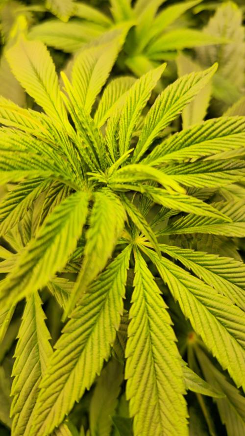 Zkittlez. Week 6