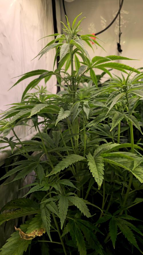 Cali Crasher. Week 6