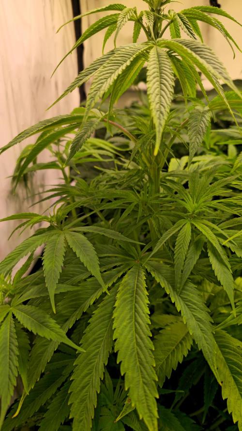 Cali Crasher. Week 6