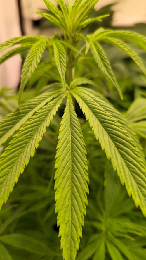 Cali Crasher. Week 6