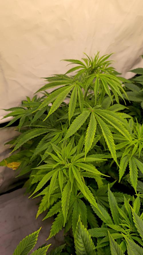 Cali Crasher. Week 6