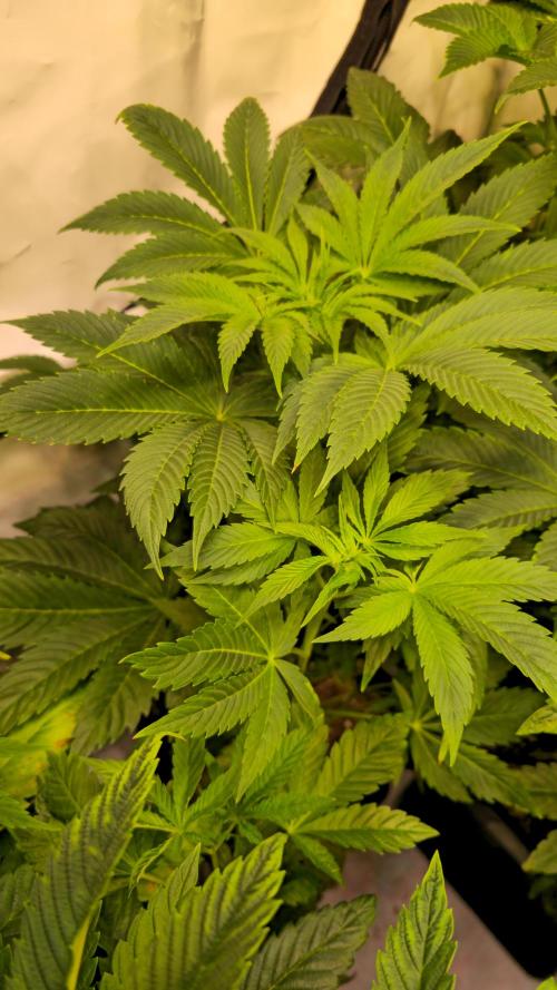 Mimosa Cherry Kush. Week 6