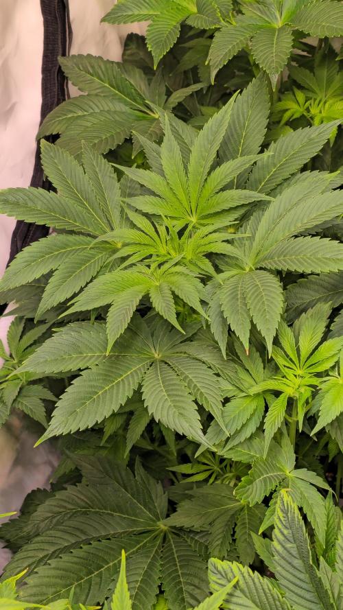 Mimosa Cherry Kush. Week 6