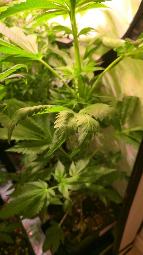 A.Moonrocks #3. Week 6