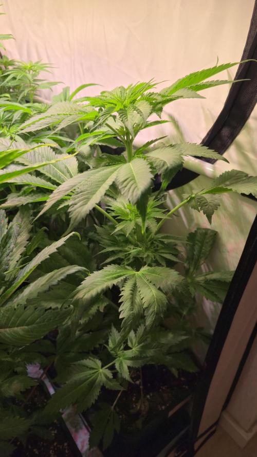 A.Moonrocks #3. Week 6