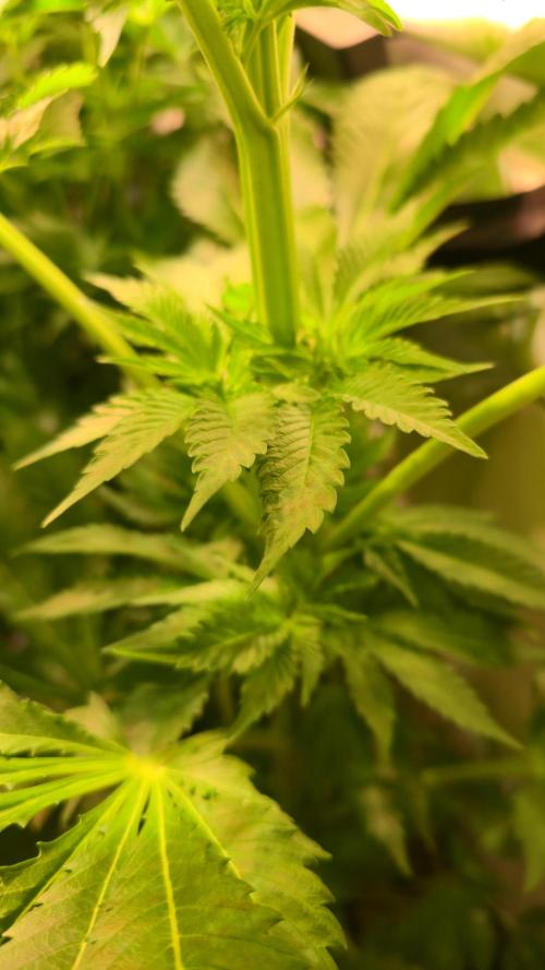 A.Moonrocks #3. Week 6