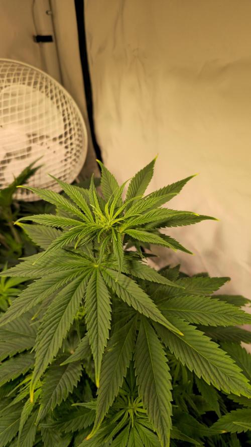 Strawberry Cola Sherbet. Week 6