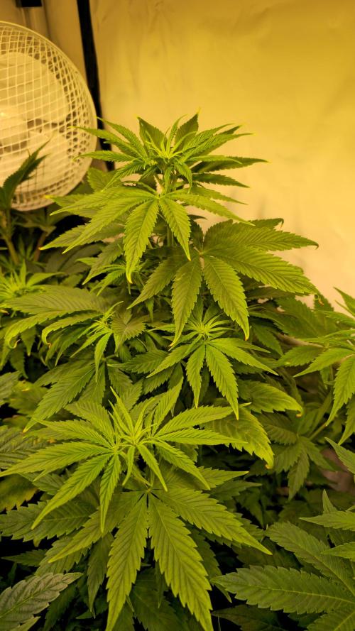 Strawberry Cola Sherbet. Week 6