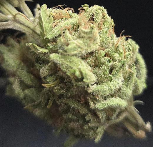 Original Oreoz. Week 15