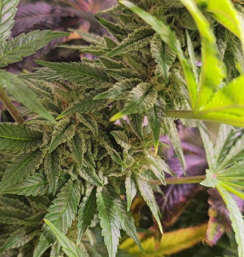 Original Oreoz. Week 15