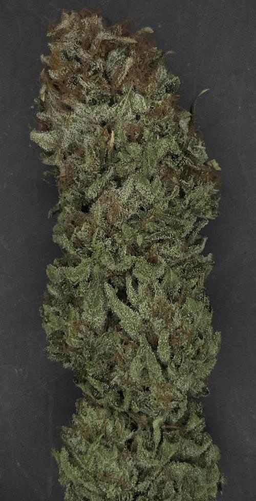 Original Oreoz. Week 15