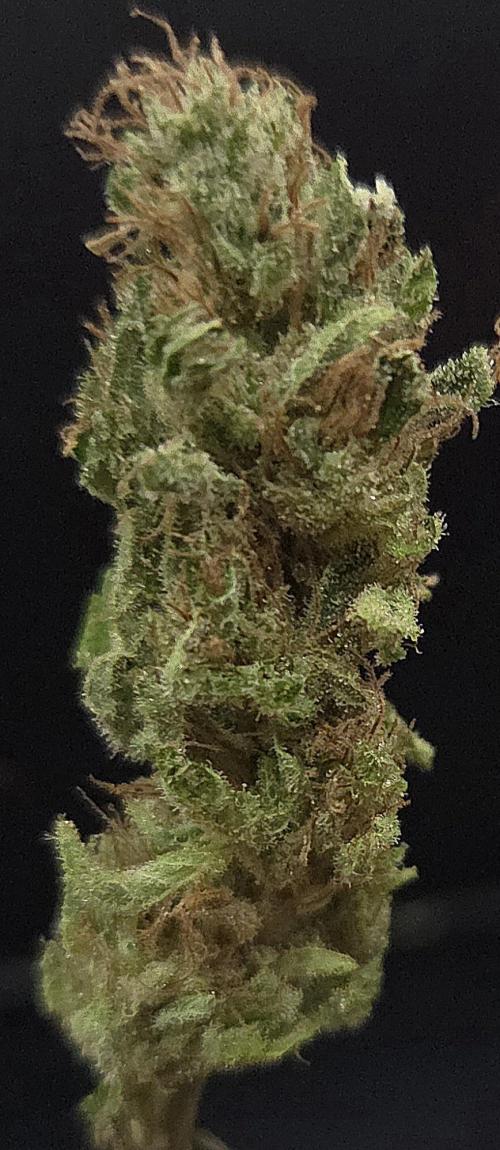Original Oreoz. Week 15