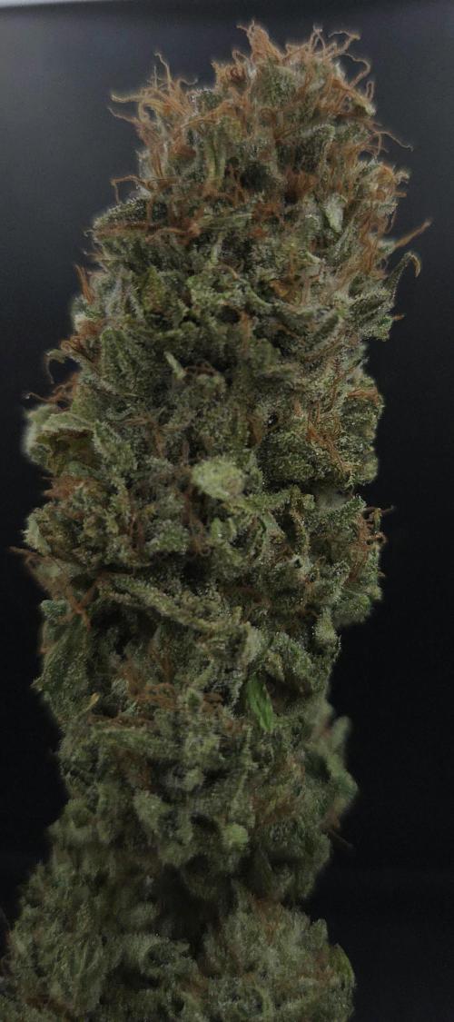 Original Oreoz. Week 15