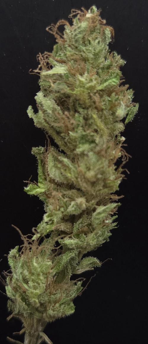 Original Oreoz. Week 15
