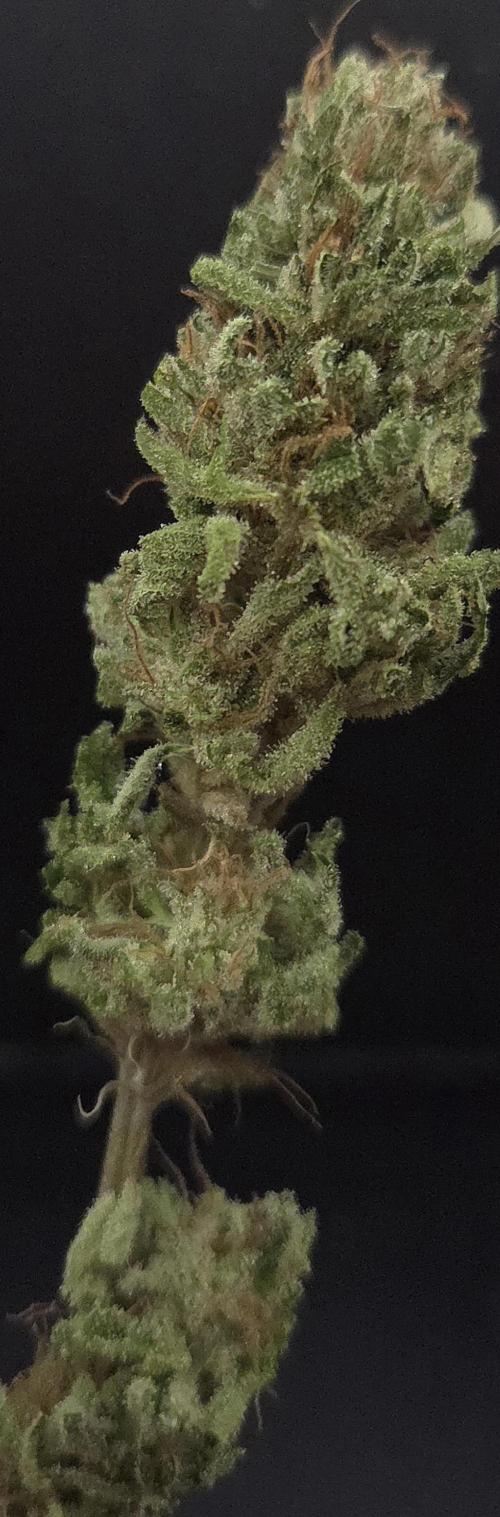 Original Oreoz. Week 15